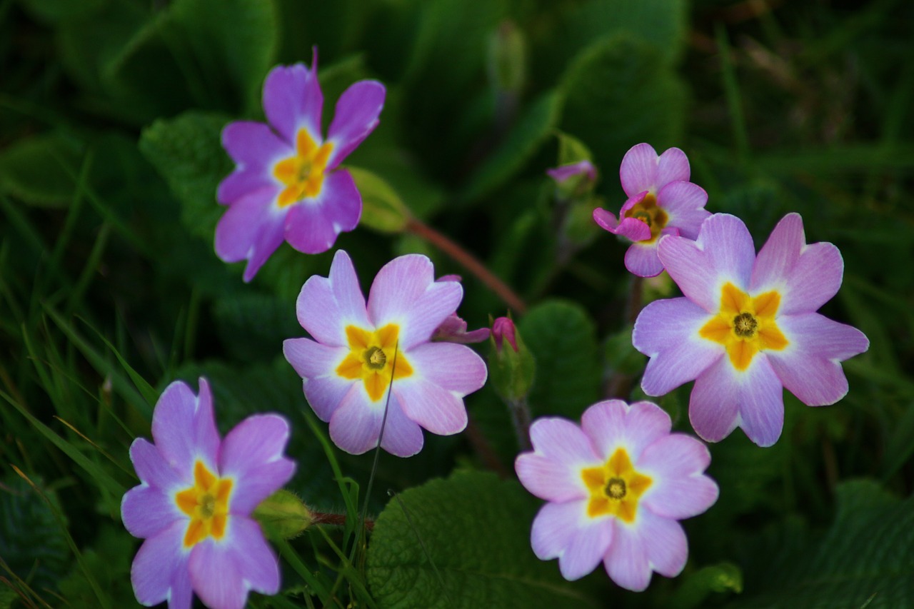 primrose pink flowers nature free photo