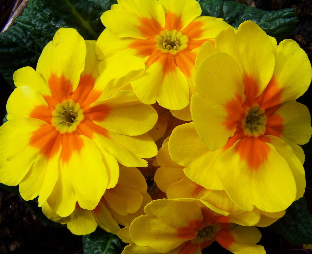 primrose spring flower yellow flower free photo