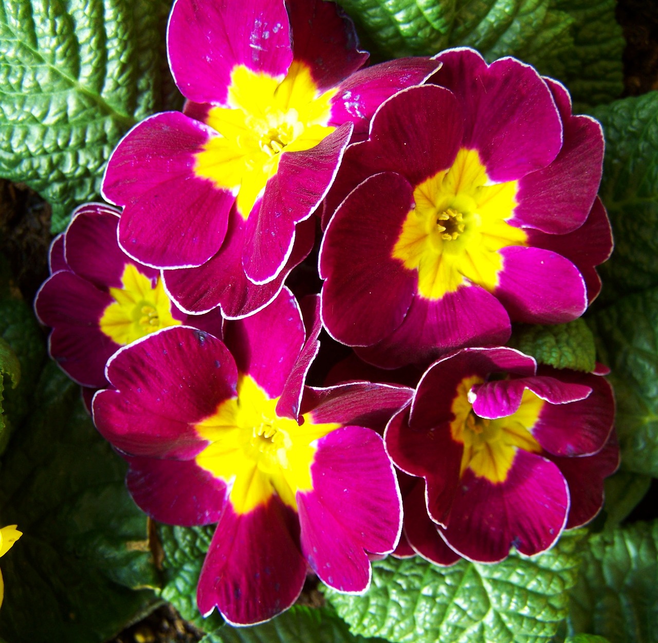 primrose spring flower bishop's purple free photo