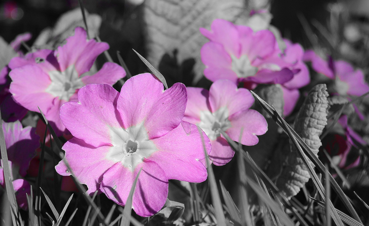 primrose violet flowers free photo