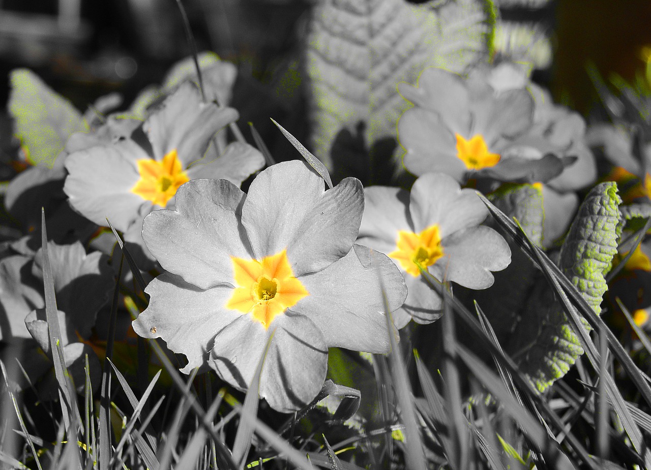 primrose primula yellow free photo