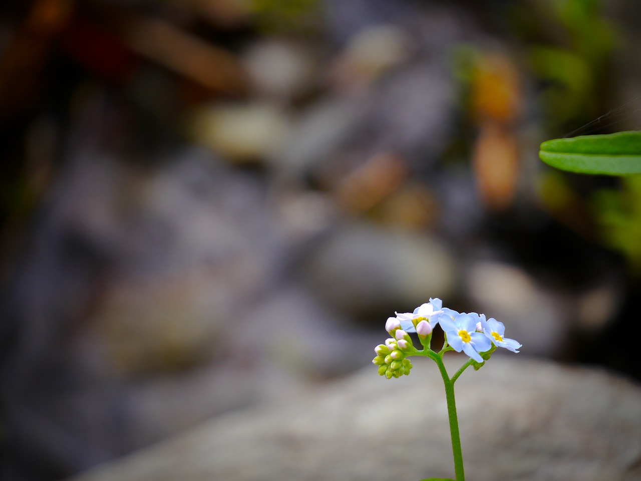 primrose alpine flower free photo
