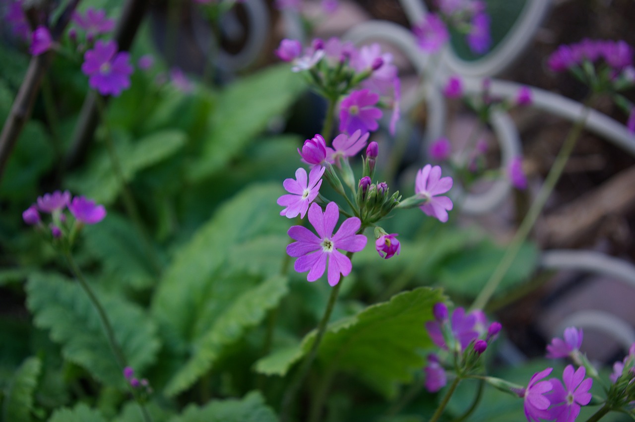 primrose spring flowers purple free photo