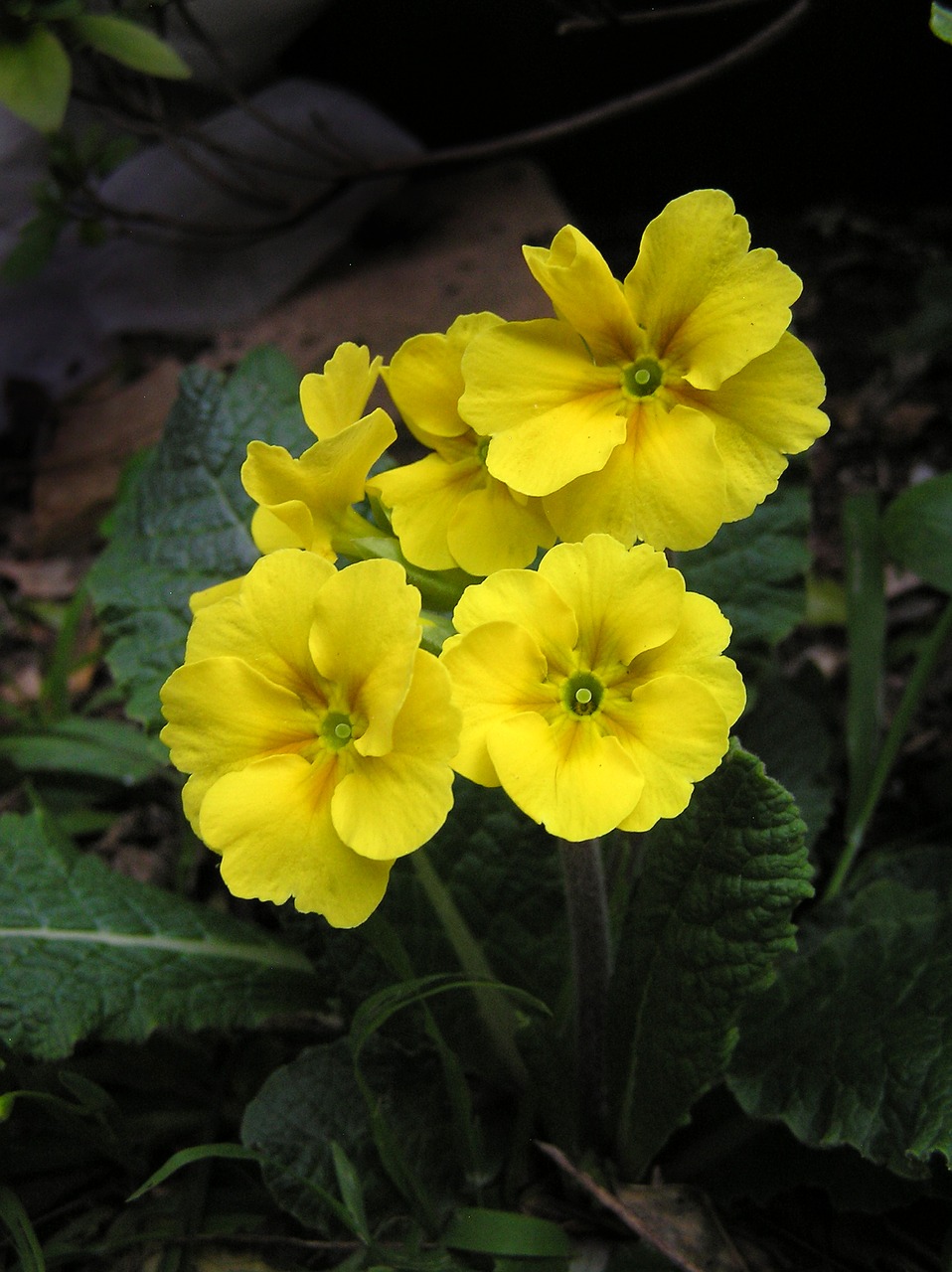 primrose yellow plant free photo