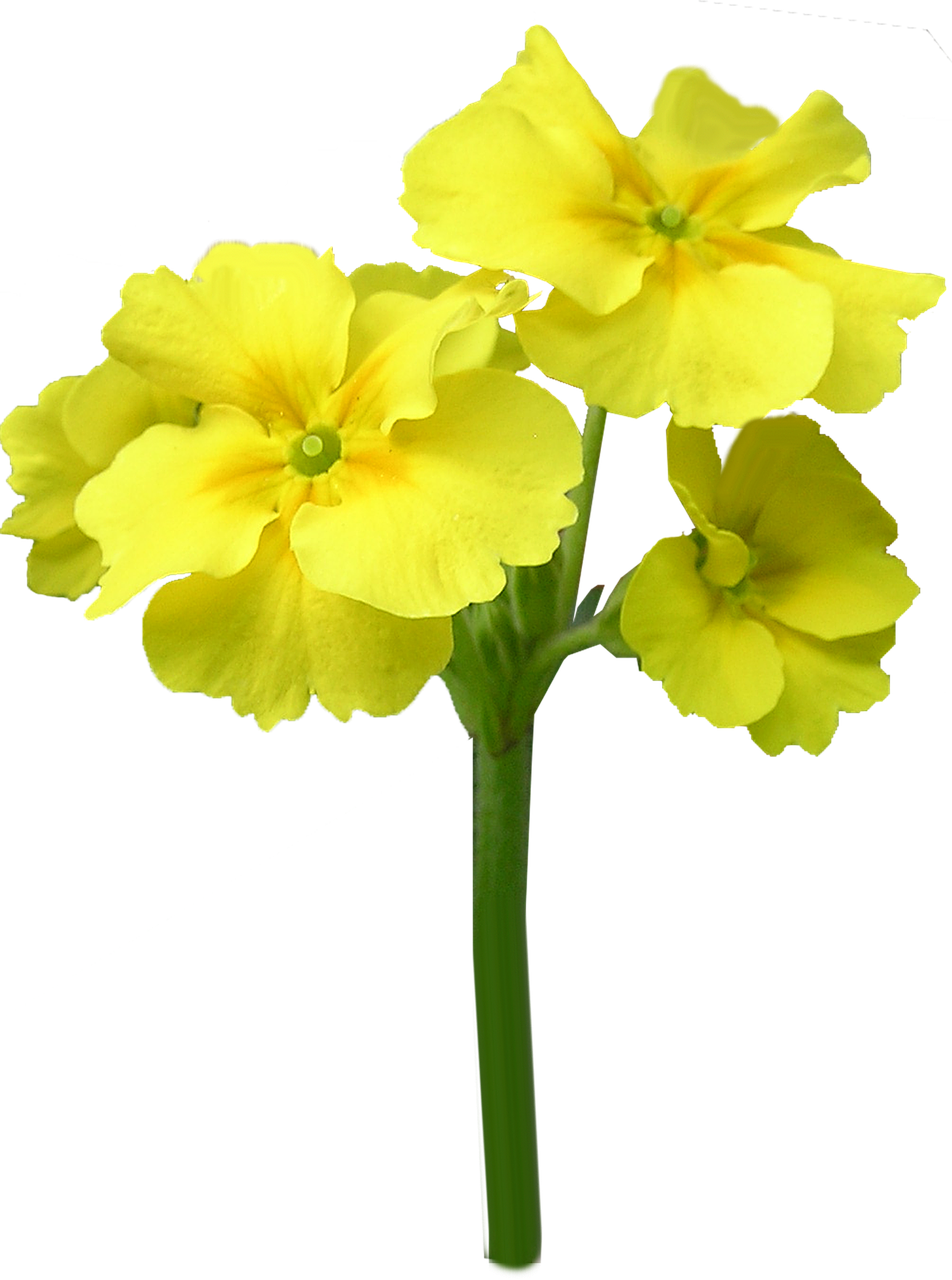 primrose yellow stem free photo