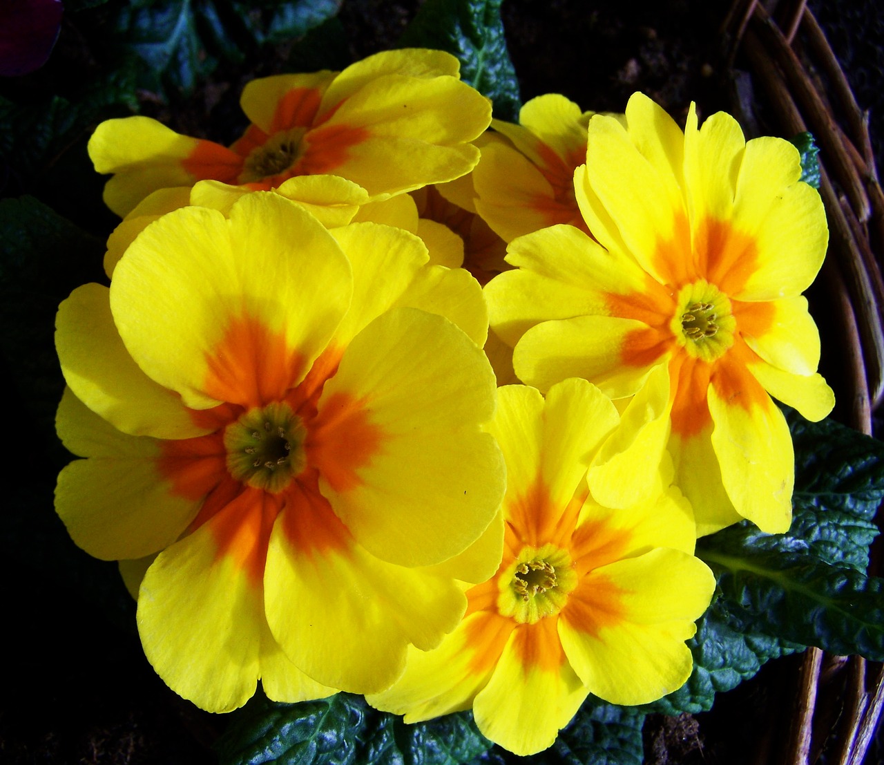 primrose yellow flower spring flower free photo