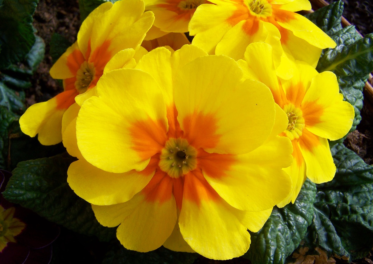 primrose yellow flower primula free photo