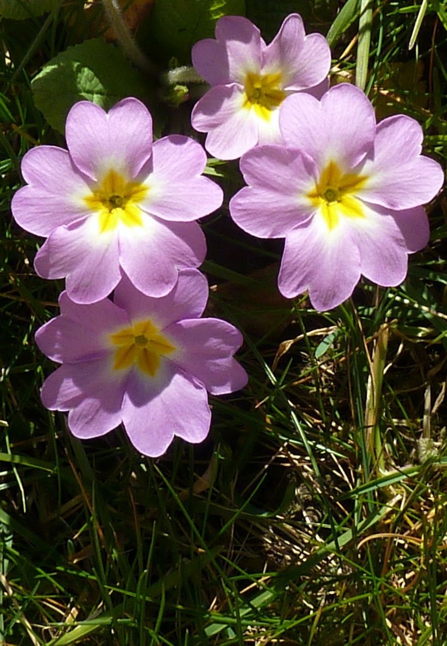 primrose flower plant free photo