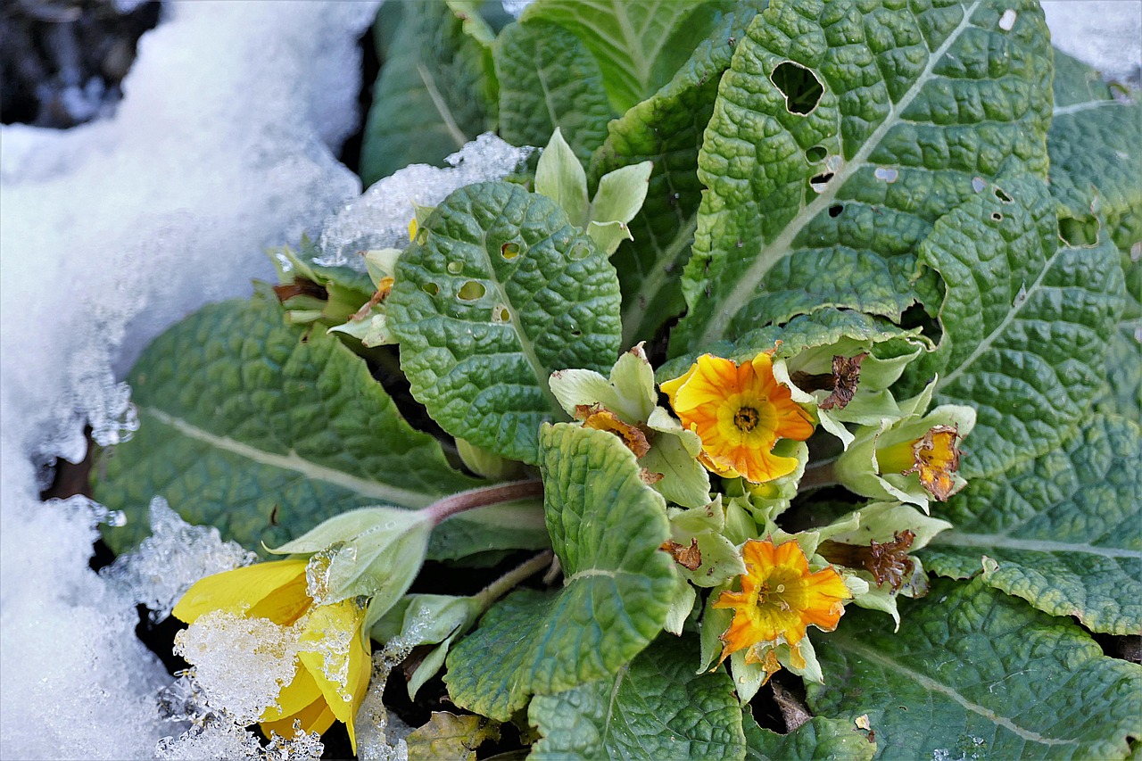 primrose snow blossom free photo