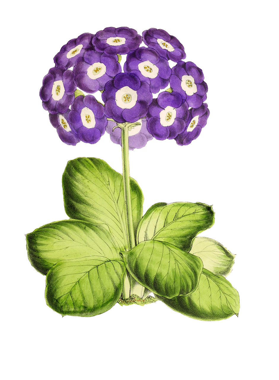 primrose flower plant free photo