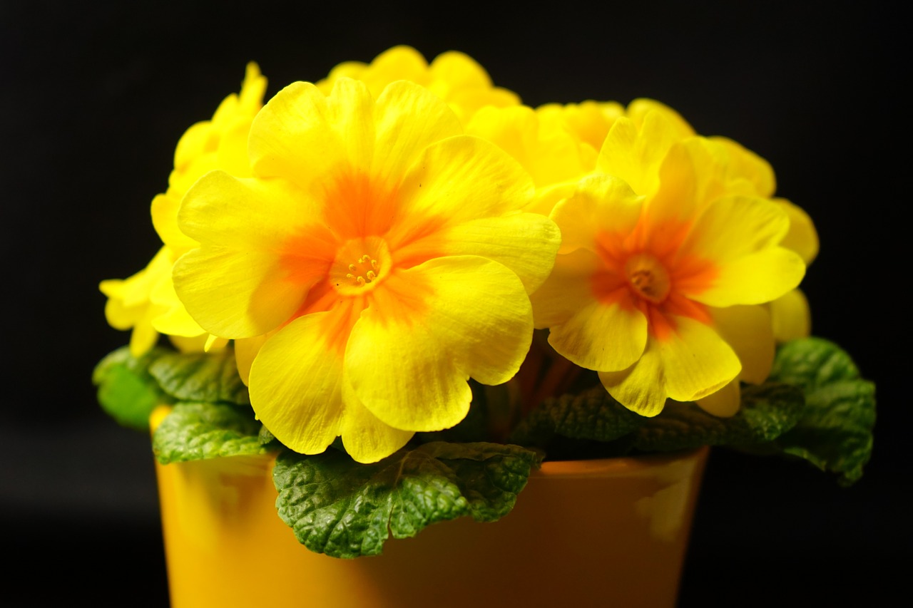 primrose primula blossom free photo