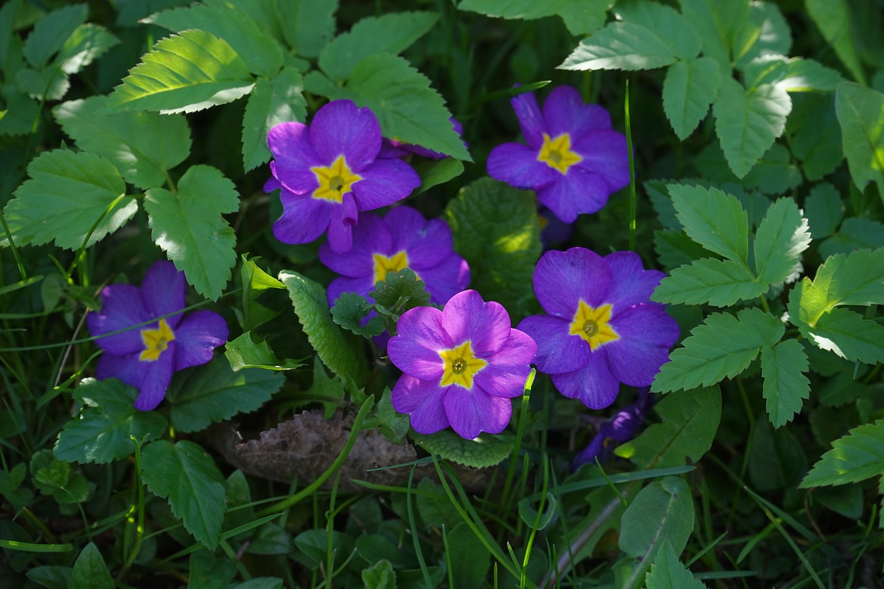 primrose flower blossom free photo