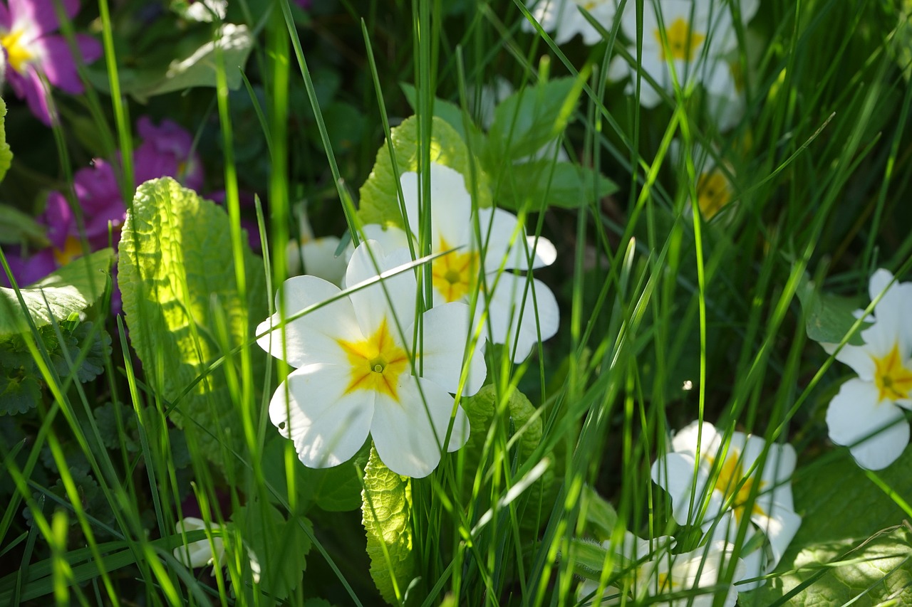 primrose flower blossom free photo