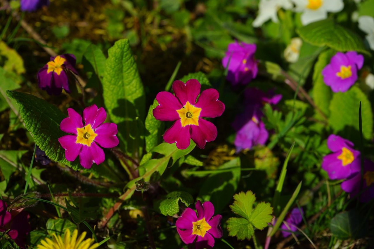 primrose blossom bloom free photo