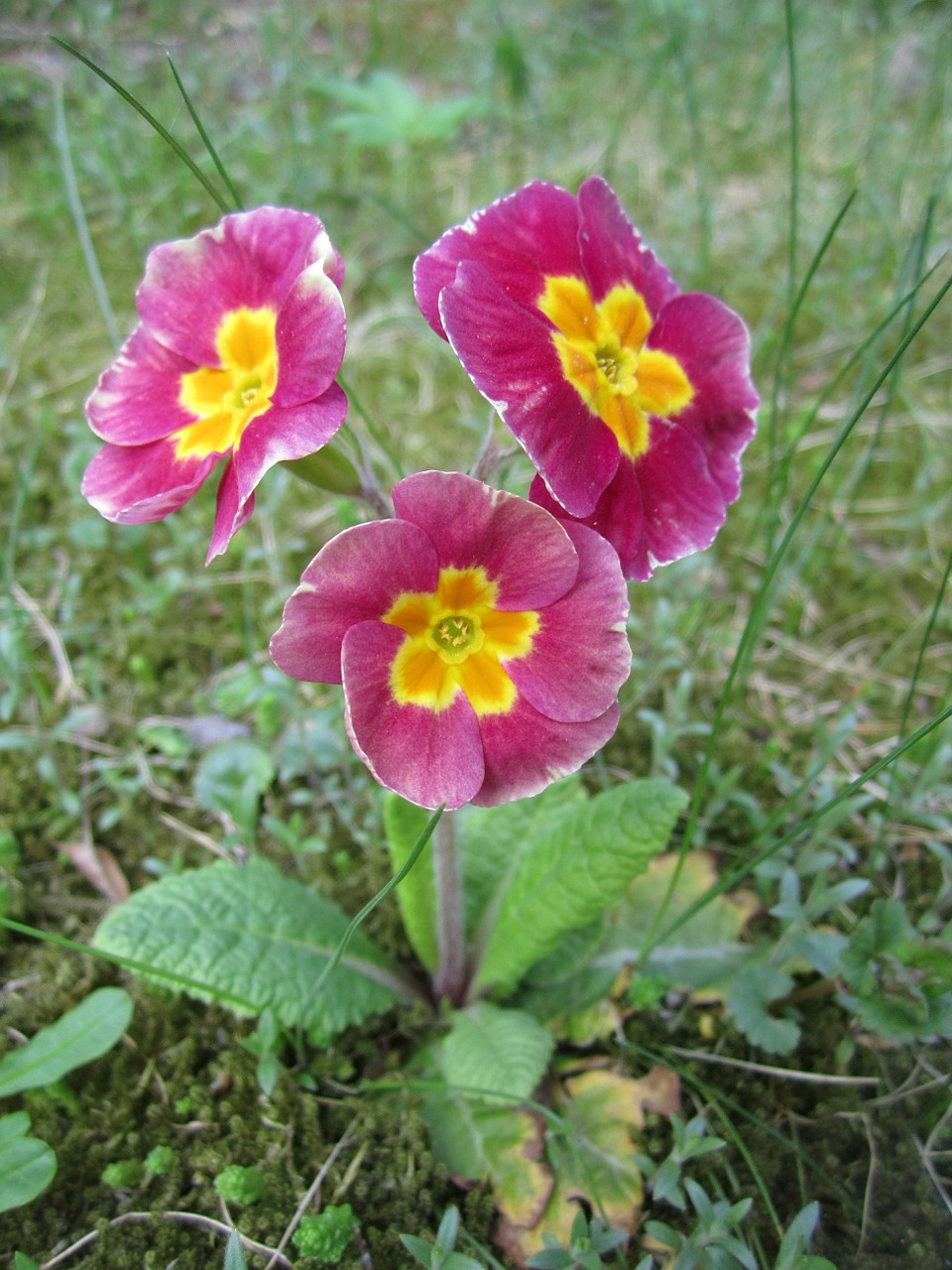 primrose flower cowslip free photo