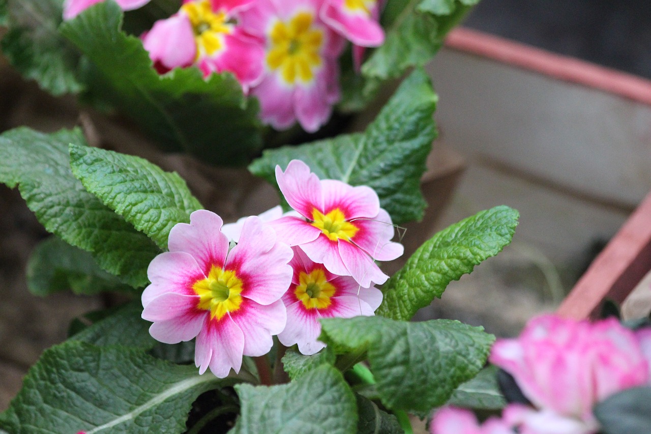 primrose primula nature free photo