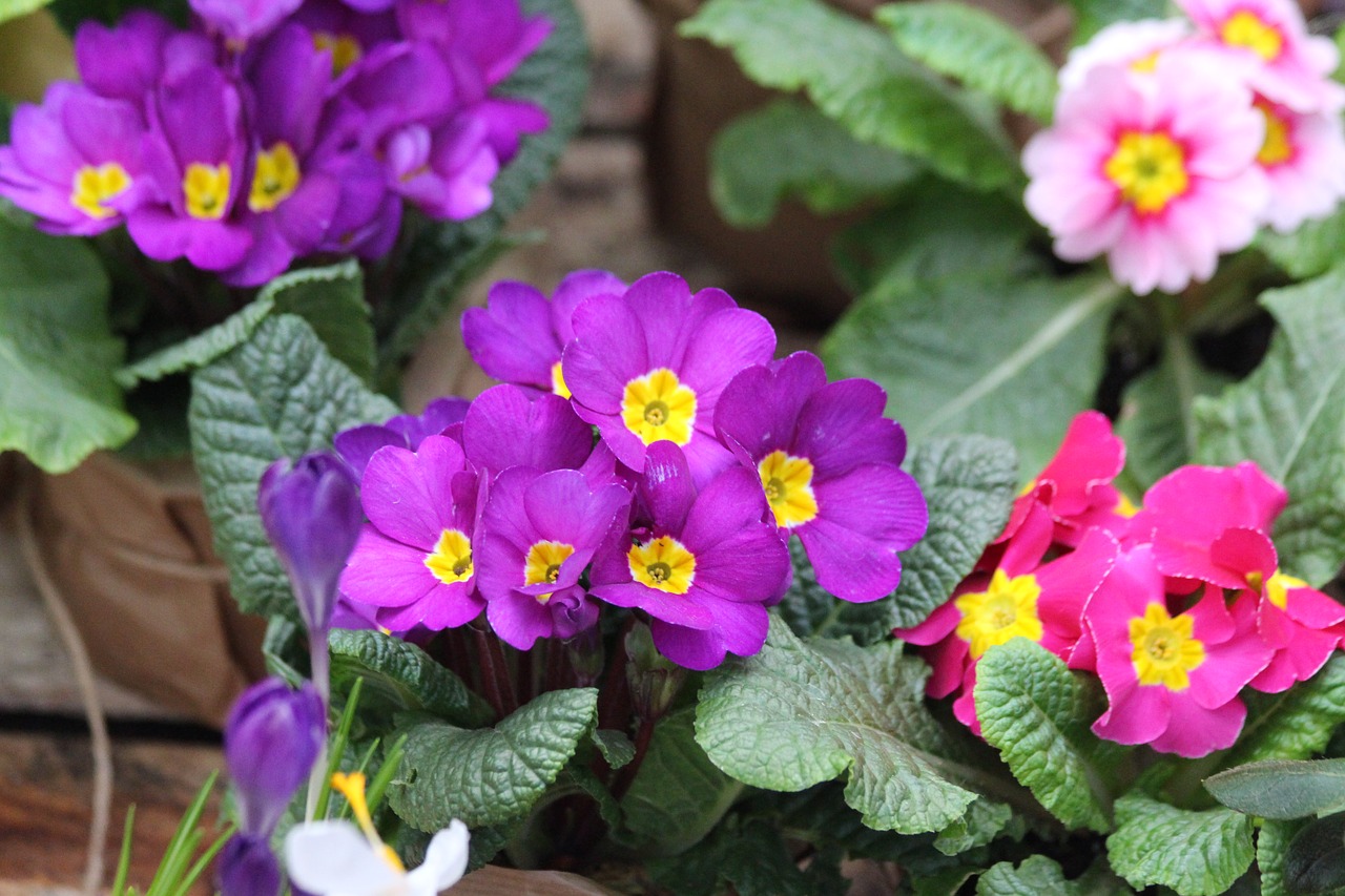 primrose primula nature free photo