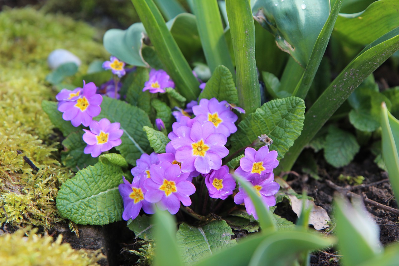 Примула фото. Примула Альпийская. Примула подушковидная. Примула (Primula) Lilac. Примула сиреневая.