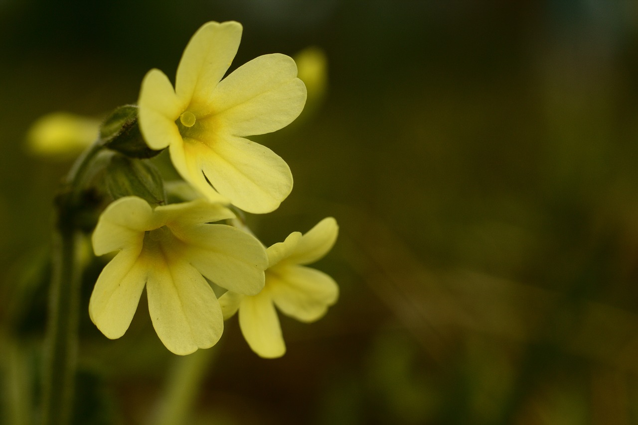 primrose spring flowers free photo