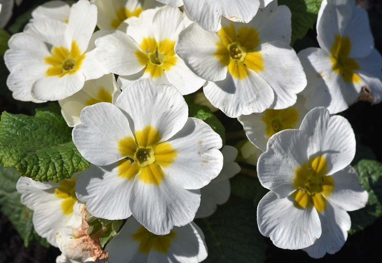 primrose  flower  primula free photo