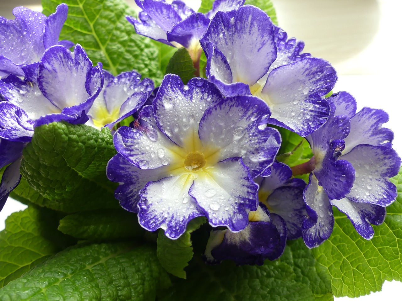 primrose  flowers  spring free photo