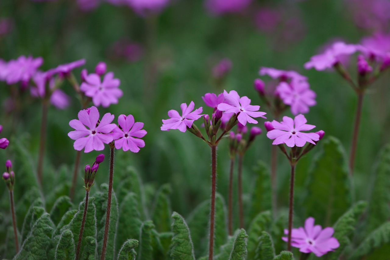 primrose  plants  wildflower free photo