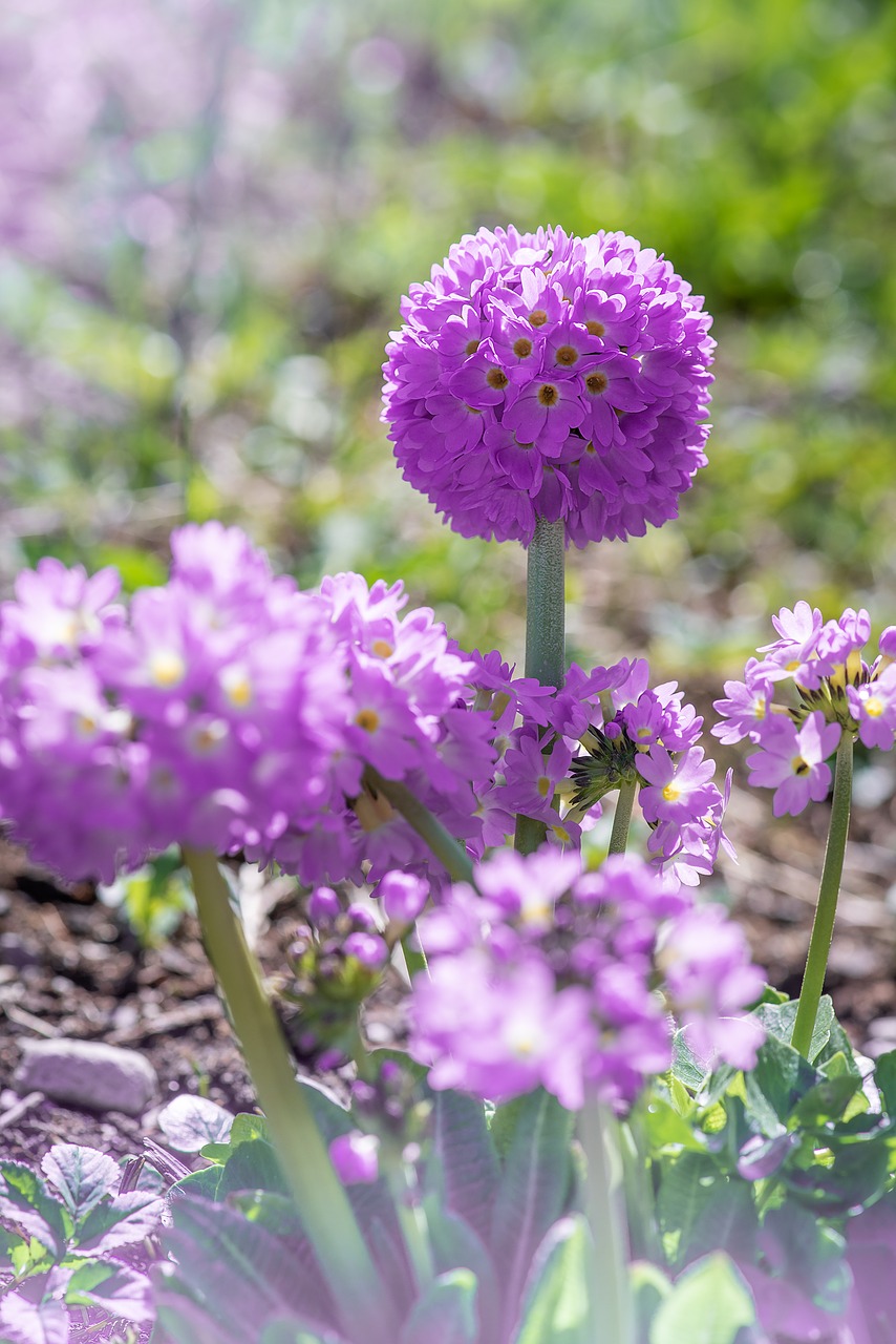 primrose  drumstick  flower free photo