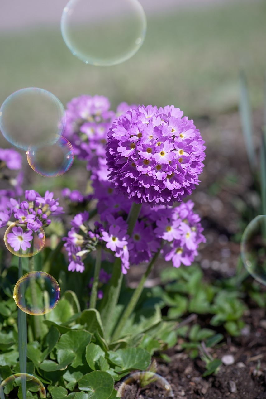 primrose  drumstick  flower free photo