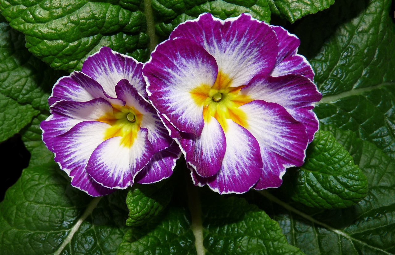 primrose  flower  plant free photo