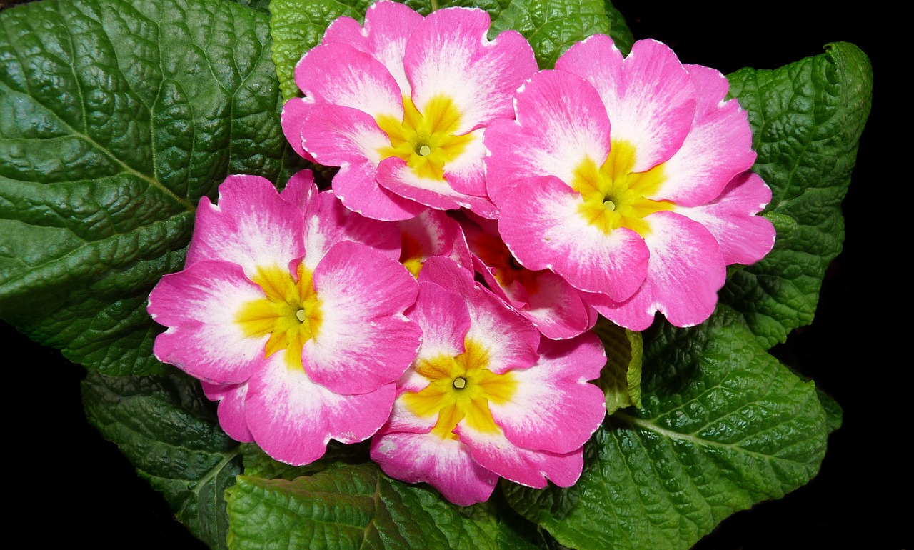 primrose  pink  plant free photo