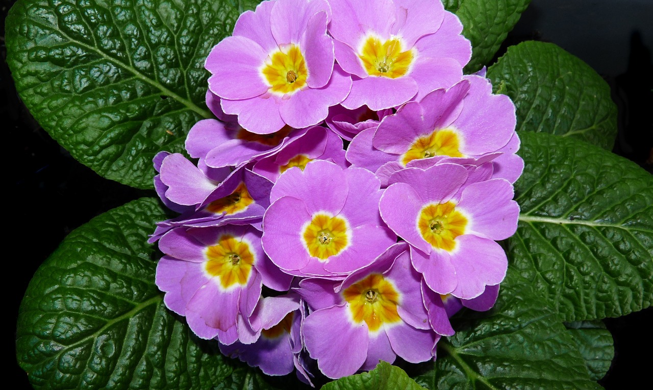 primrose  pink  flower free photo