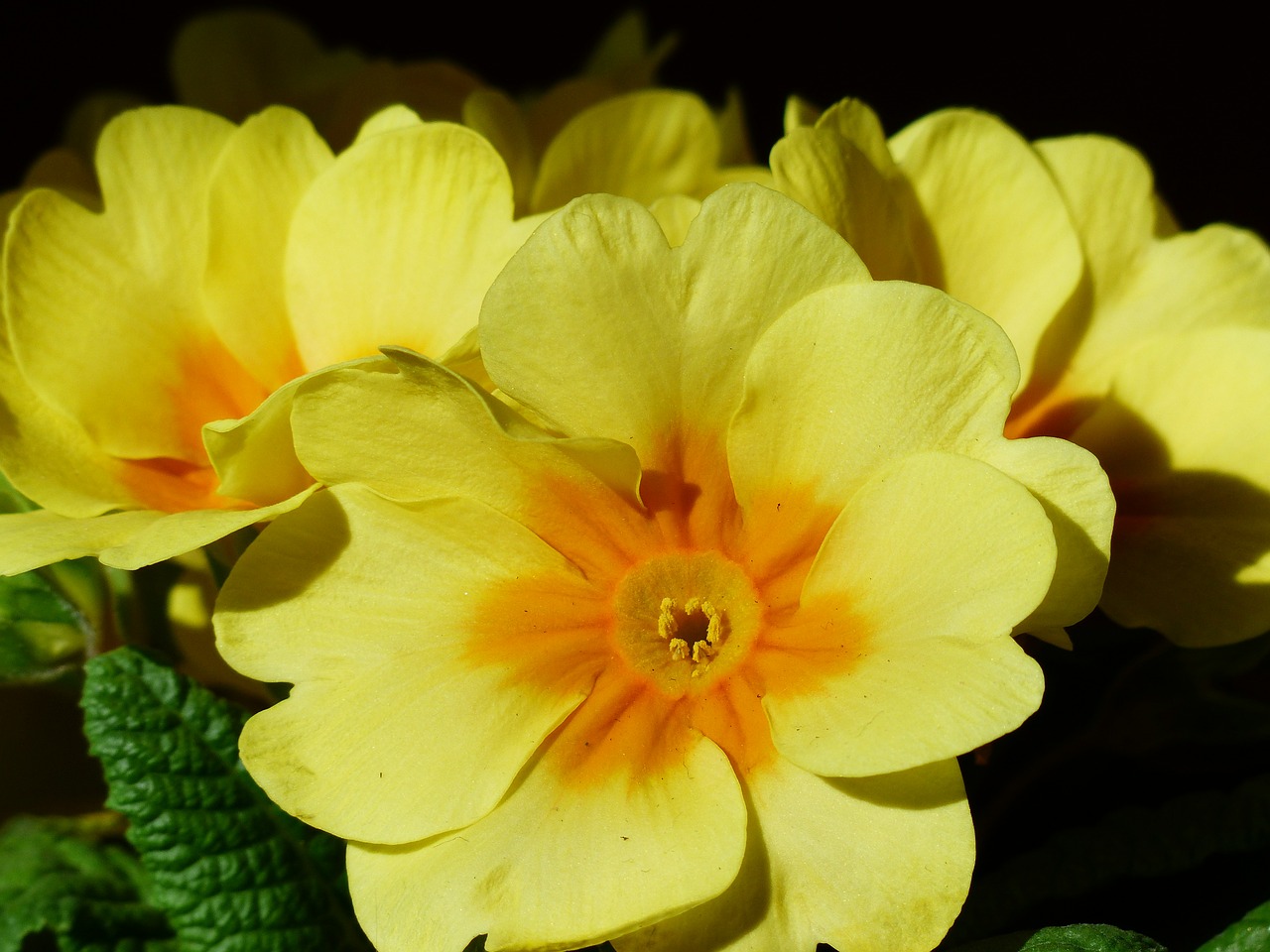 primrose flower blossom free photo