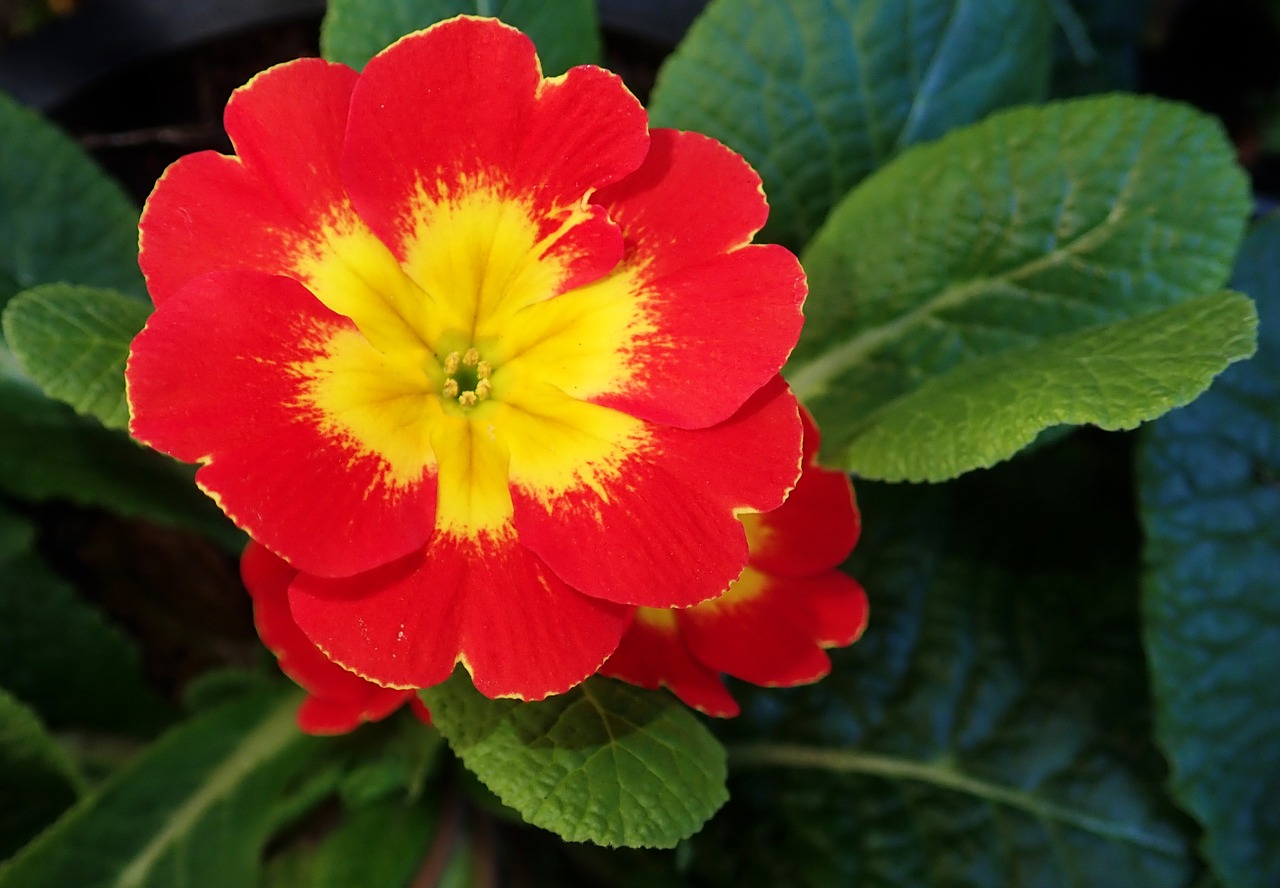 primrose  flower  bright free photo