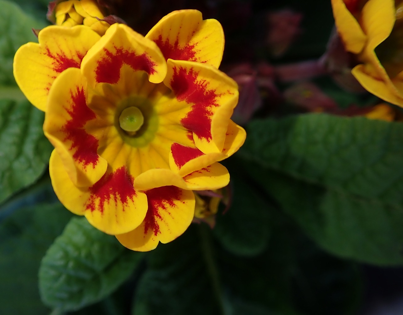 primrose  flower  bright free photo