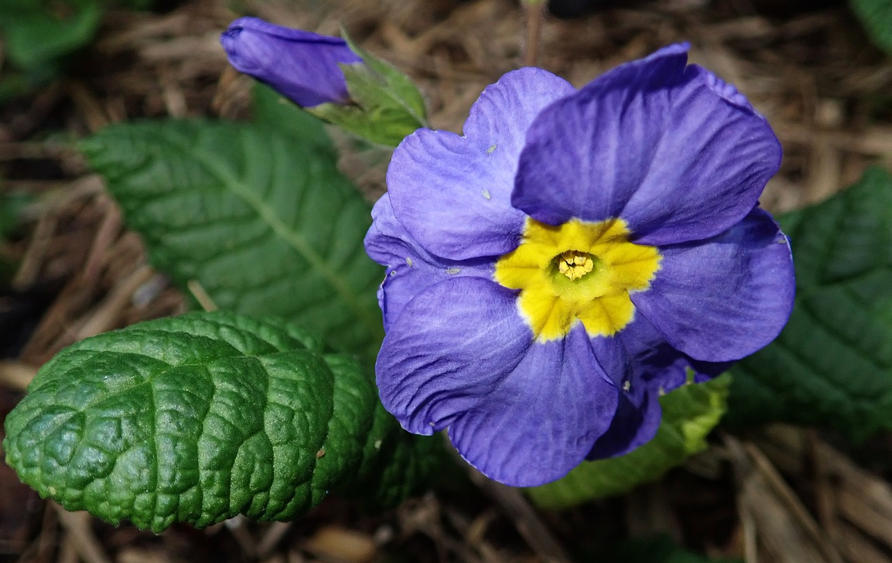 primrose  purple  flower free photo