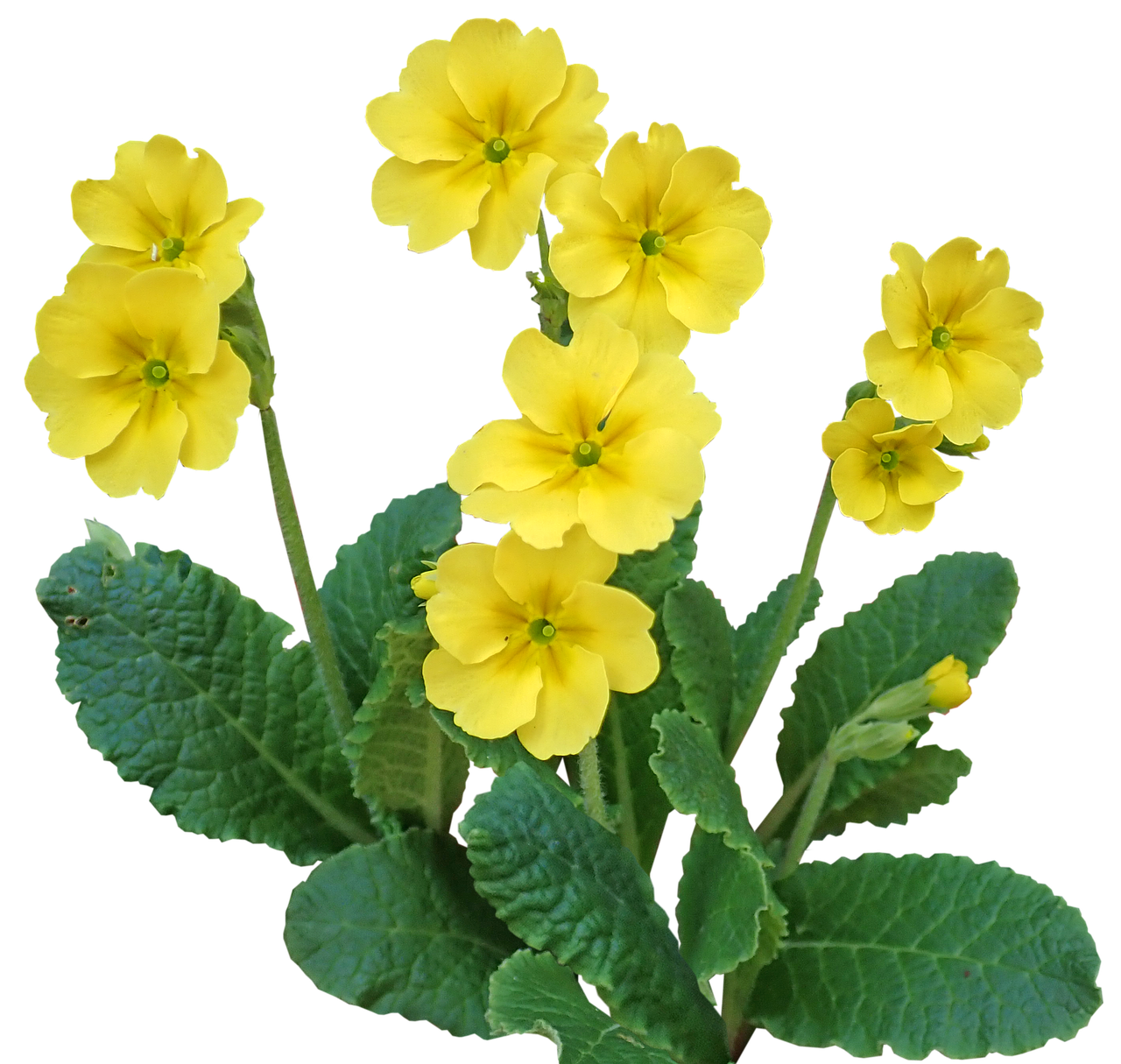 primrose  flower  plant free photo