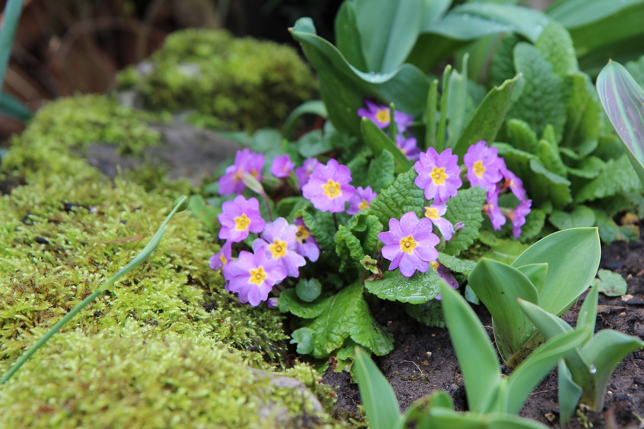 primrose  flowering  foam free photo