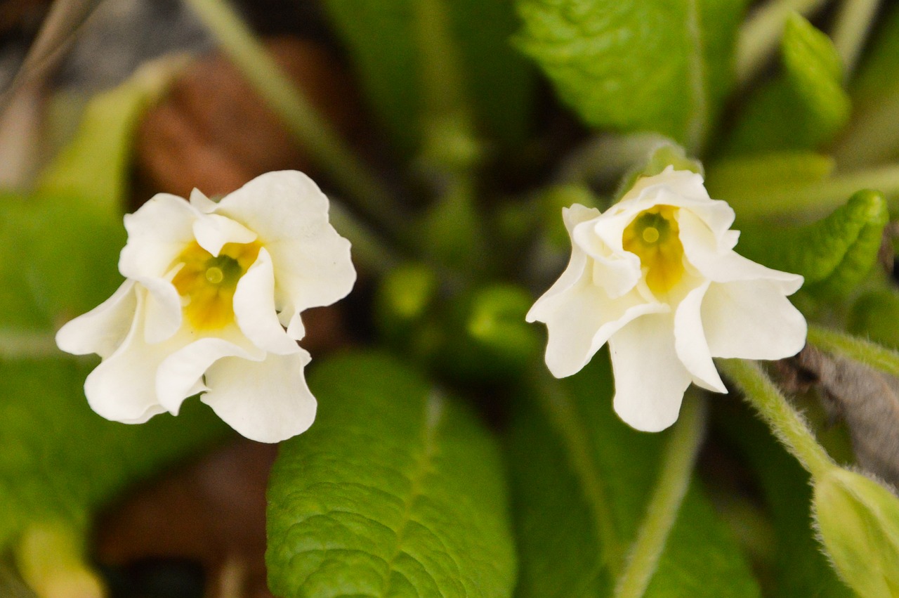 primrose  flower  spring free photo