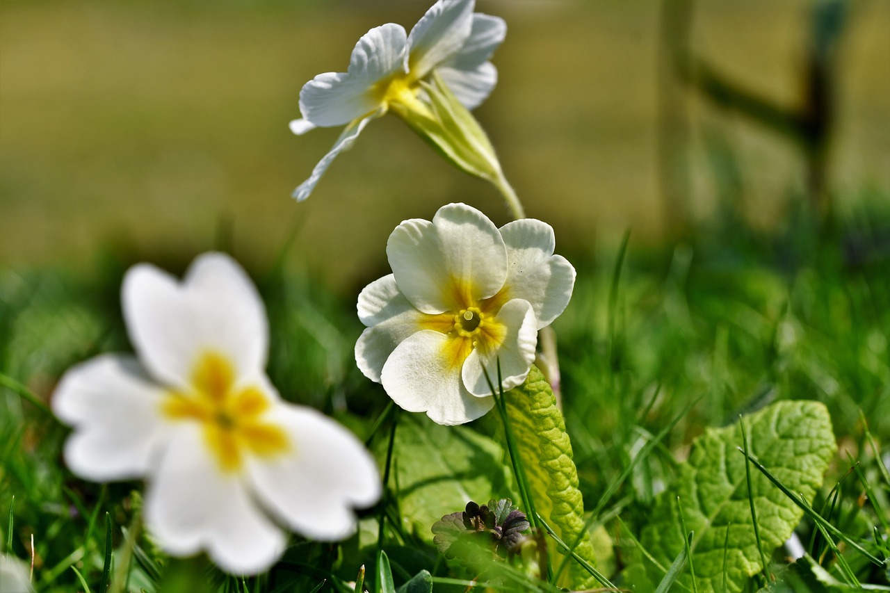 primrose  blossom  bloom free photo