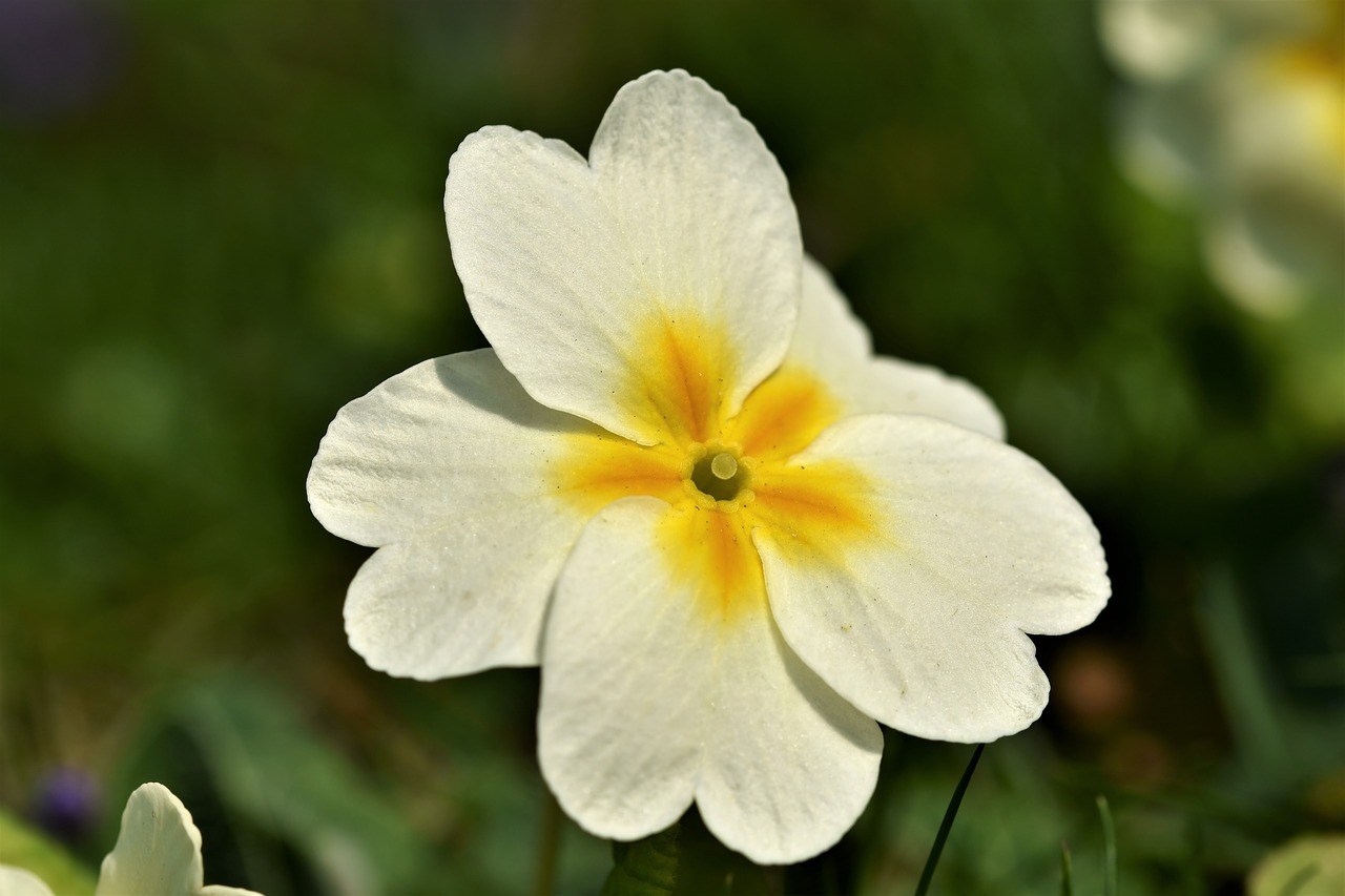 primrose  blossom  bloom free photo