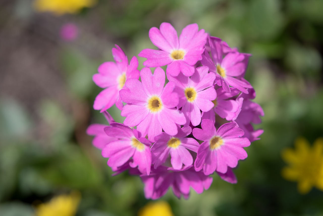 primrose  drumstick  blossom free photo