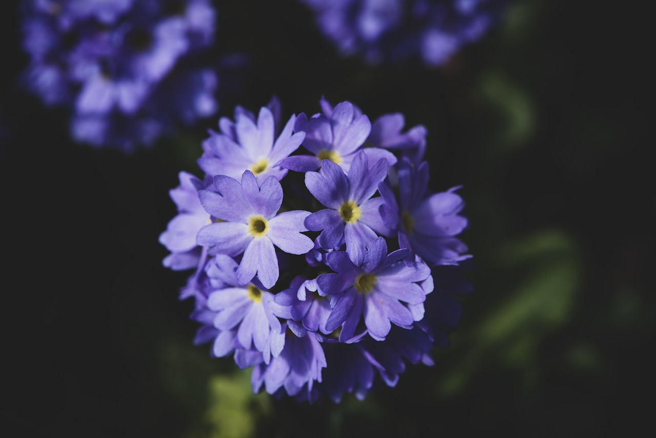 primrose  blue  drumstick free photo