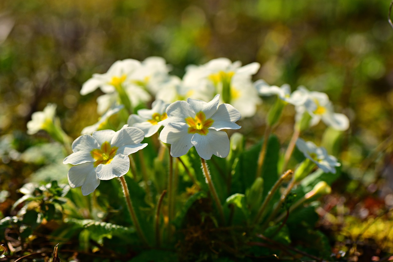 primrose  flower  plant free photo