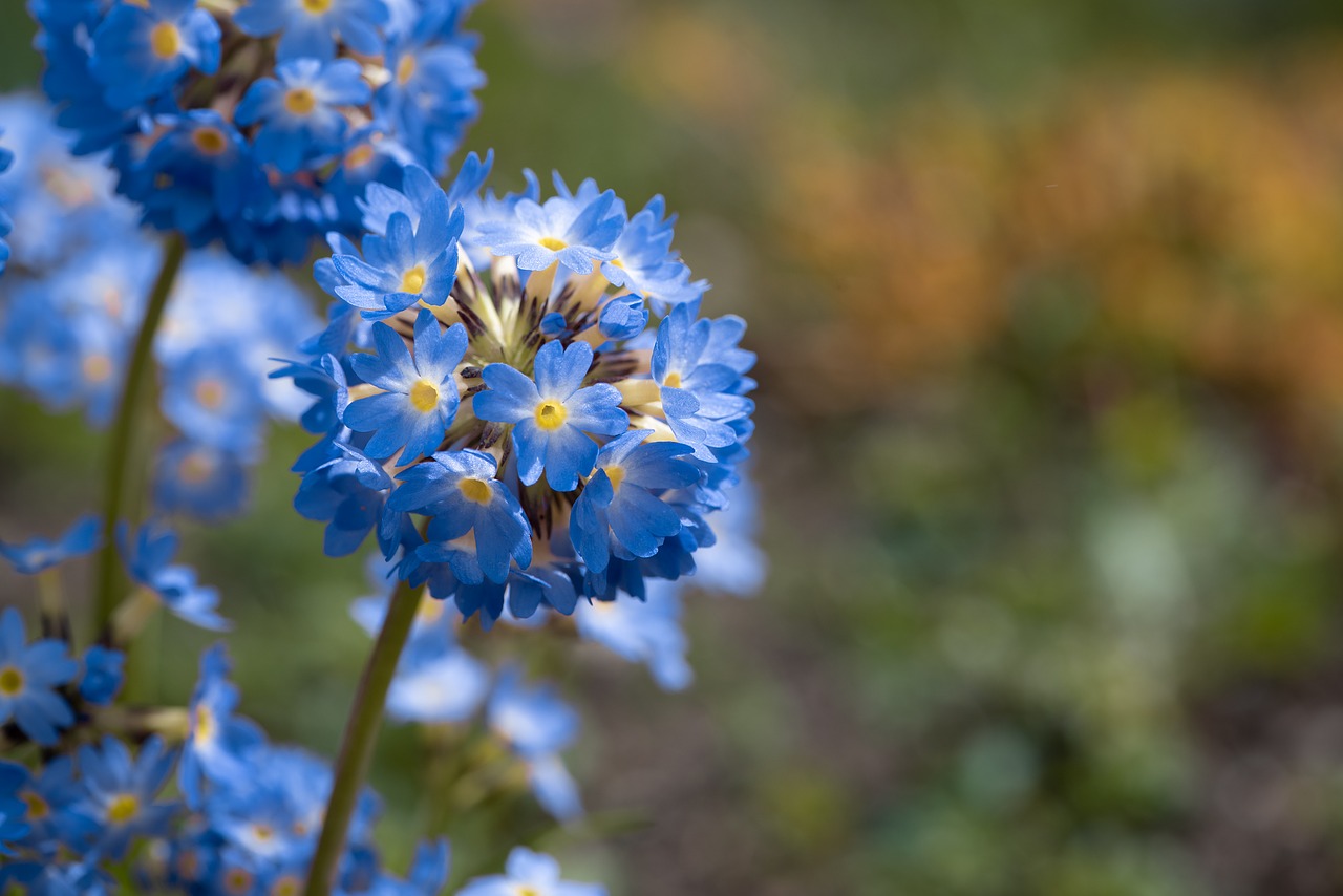 primrose  drumstick  flowers free photo