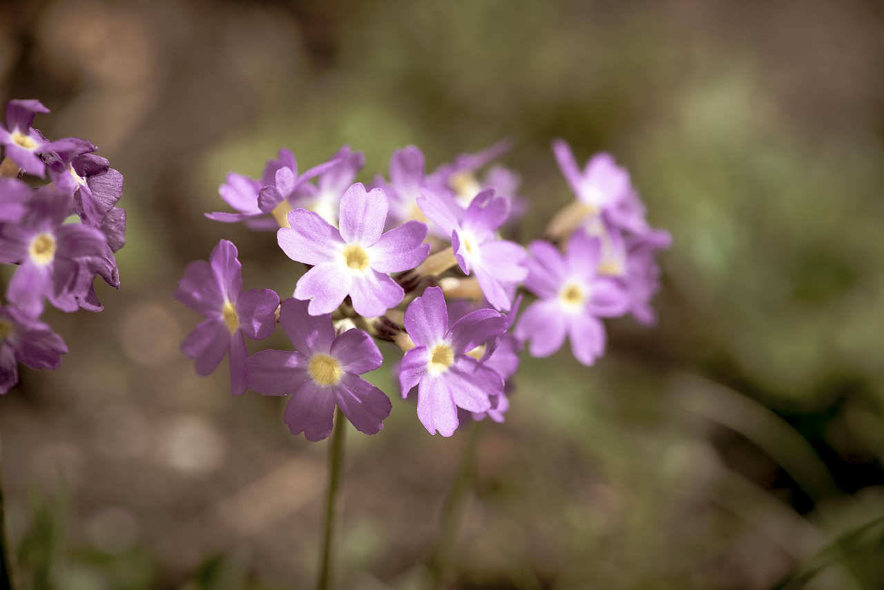 primrose  pink  drumstick free photo