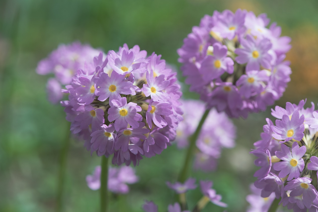 primrose  pink  drumstick free photo