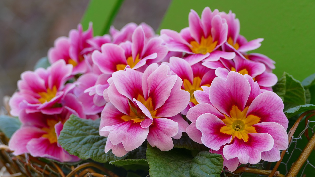 primrose  flower  spring free photo