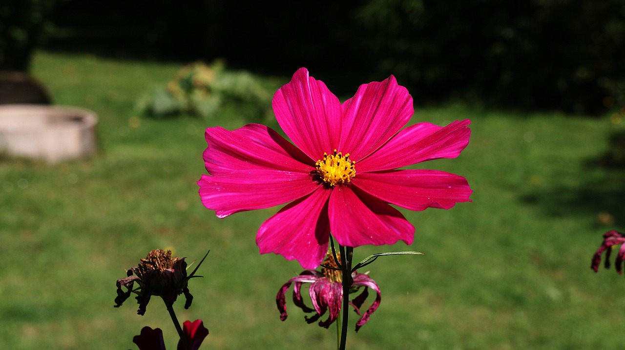 primrose flower magenta free photo