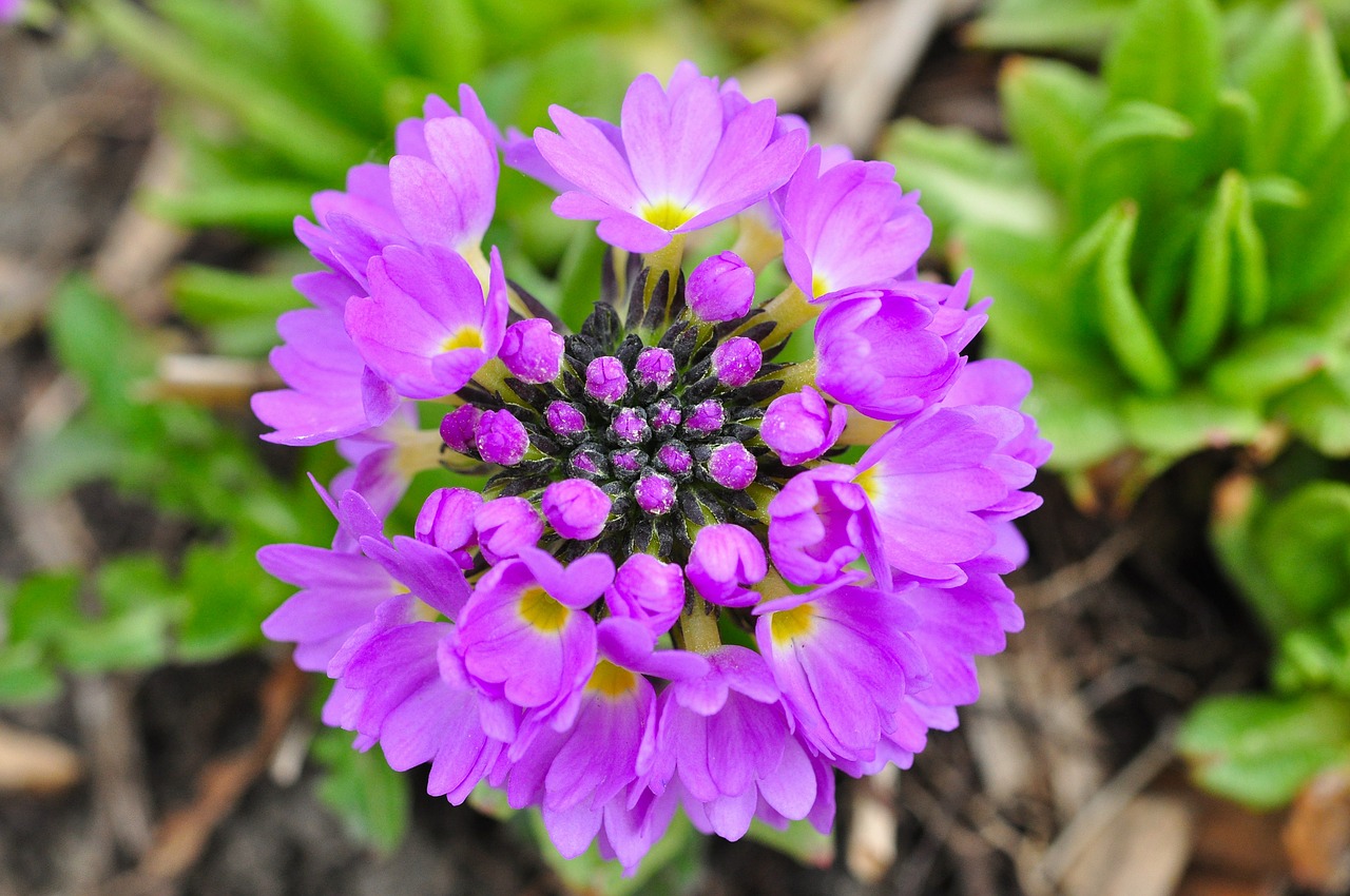 primrose flower purple free photo