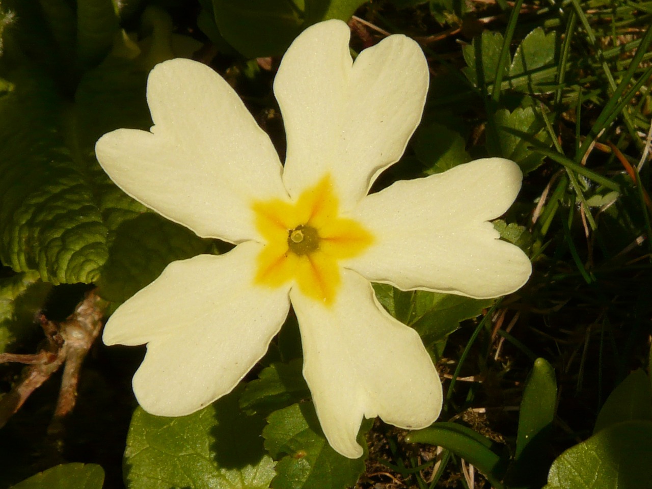 primrose cowslip plant free photo